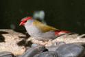 Neochmia temporalis (Red-browed Finch).jpg